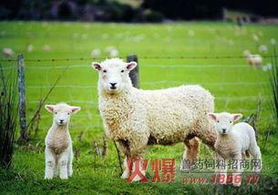 百万网红小羊吃瓜,揭秘娱乐圈幕后风云 第2张 百万网红小羊吃瓜,揭秘娱乐圈幕后风云 第2张