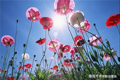 虞美人爆料日本视频,揭秘真实事件背后的惊人真相 第3张 虞美人爆料日本视频,揭秘真实事件背后的惊人真相 第3张