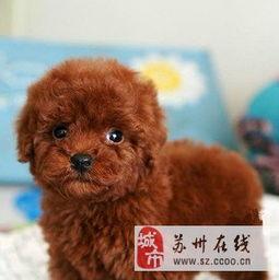 泰迪熊有在线观看,温馨回忆，在线重温的甜蜜时光  第3张