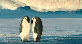 碎嘴企鹅爆料视频大全集,欢乐瞬间尽收眼底 第2张 碎嘴企鹅爆料视频大全集,欢乐瞬间尽收眼底 第2张