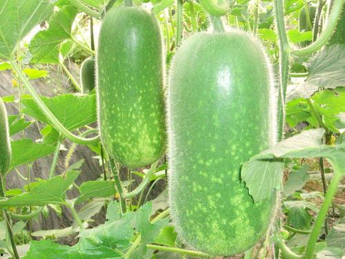 吃瓜网红大八卦图片,幕后真相曝光！