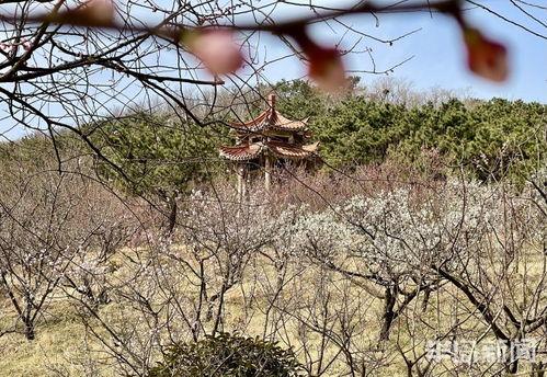 十梅庵今日爆料,今日热点事件深度剖析  第3张
