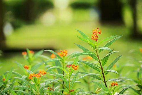 吃瓜樱花草视频下载免费,轻松享受视觉盛宴