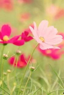 吃瓜樱花草视频下载免费,轻松享受视觉盛宴 第2张 吃瓜樱花草视频下载免费,轻松享受视觉盛宴 第2张