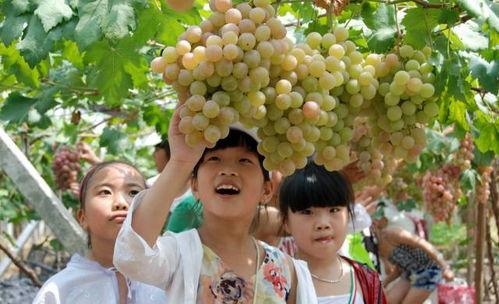 网红爆料吃葡萄视频,吃葡萄视频背后的惊人真相  第3张