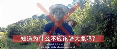 央媒爆料娱乐圈怪象事件,揭秘幕后真相与反思  第3张