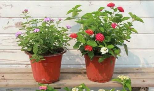 恩施英才爆料事件视频最新,揭秘事件背后真相  第3张