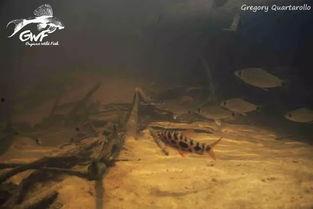 圭亚那在线观看,探索南美洲的神秘魅力  第2张