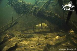 圭亚那在线观看,探索南美洲的神秘魅力  第3张