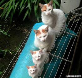 娱乐吃瓜喵散步,散步中的娱乐圈八卦揭秘 第2张 娱乐吃瓜喵散步,散步中的娱乐圈八卦揭秘 第2张