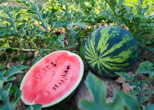 河南新瓜爆料是真的吗视频,视频真相揭秘 第2张 河南新瓜爆料是真的吗视频,视频真相揭秘 第2张