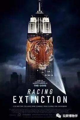 竞相灭绝在线观看,揭秘濒危物种生存危机