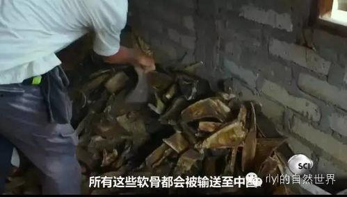 竞相灭绝在线观看,揭秘濒危物种生存危机  第3张