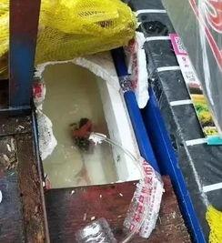 郑州甘蔗爆料事件视频,揭露背后真相的惊人视频