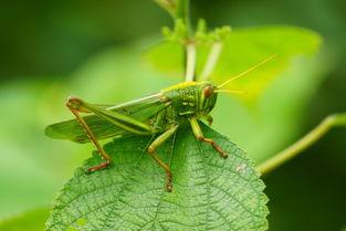 小团团爆料螳螂视频大全,螳螂视频大全大放送！  第2张