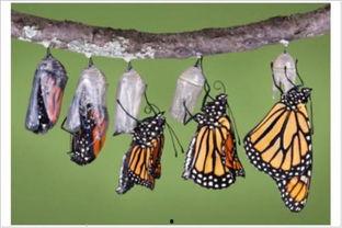 昆虫学者皮肤最新爆料蓝皮,蓝皮昆虫的神秘生成之谜  第2张