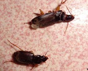 昆虫学者皮肤最新爆料蓝皮,蓝皮昆虫的神秘生成之谜  第3张