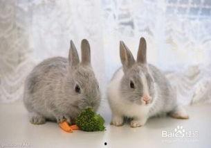 吃瓜小兔特效视频大全免费观看,笑料横生,欢乐无限 第3张 吃瓜小兔特效视频大全免费观看,笑料横生,欢乐无限 第3张