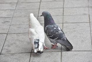 网红吃瓜鸽子图片搞笑,萌态十足笑翻网友