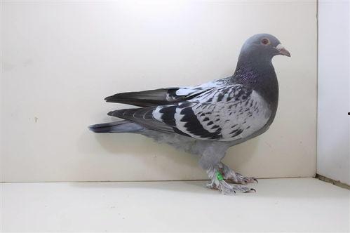 网红吃瓜鸽子图片搞笑,萌态十足笑翻网友 第2张 网红吃瓜鸽子图片搞笑,萌态十足笑翻网友 第2张