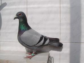 网红吃瓜鸽子图片搞笑,萌态十足笑翻网友 第3张 网红吃瓜鸽子图片搞笑,萌态十足笑翻网友 第3张