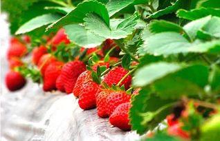 甜蜜草莓爆料视频大全下载,甜蜜爆料视频大盘点  第2张