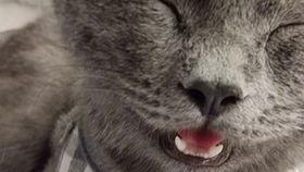 逗猫视频热点爆料,揭秘猫咪搞笑瞬间背后的秘密  第2张