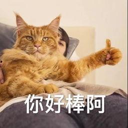 逗猫视频热点爆料,揭秘猫咪搞笑瞬间背后的秘密  第3张
