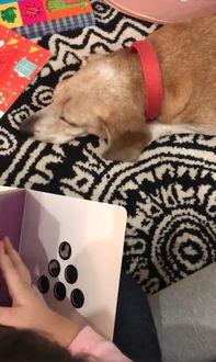 胖犬来爆料最新视频,萌宠日常大曝光！