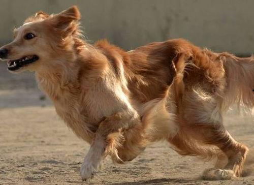 胖犬来爆料最新视频,萌宠日常大曝光! 第2张 胖犬来爆料最新视频,萌宠日常大曝光! 第2张