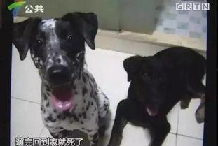 胖犬来爆料最新视频,萌宠日常大曝光! 第3张 胖犬来爆料最新视频,萌宠日常大曝光! 第3张