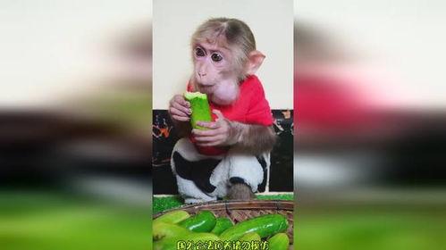 猴吃瓜搞笑视频软件免费,免费畅享欢乐时光！