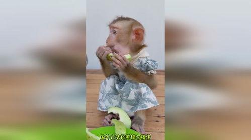 猴吃瓜搞笑视频软件免费,免费畅享欢乐时光！  第2张