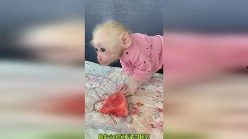 猴吃瓜搞笑视频软件免费,免费畅享欢乐时光！  第3张