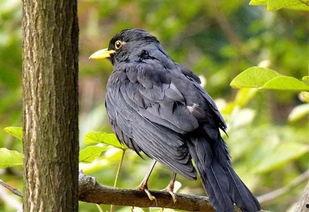 八哥爆料红发视频下载,独家揭秘幕后精彩瞬间  第3张