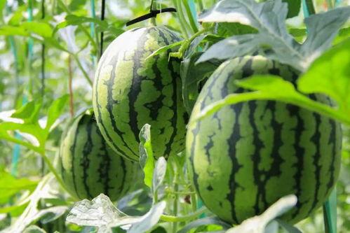 免费吃瓜记录,记录背后的精彩故事 第2张 免费吃瓜记录,记录背后的精彩故事 第2张